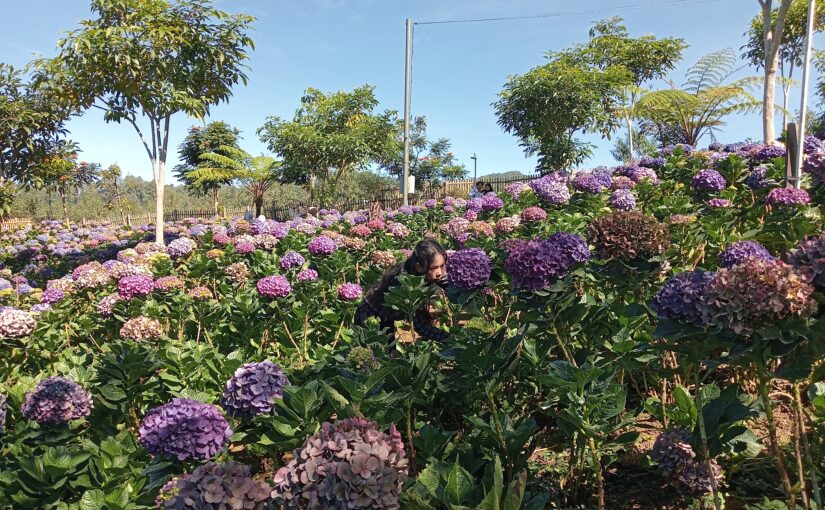 Ketika Hortensia Menyapa: Sebuah Perjalanan di Wisata Dusun Kuliner