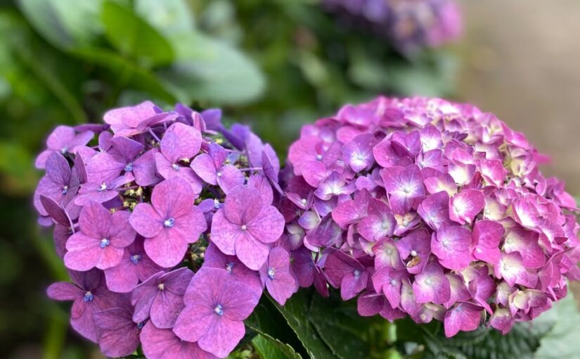 Ketika Hortensia Menyapa: Sebuah Perjalanan di Wisata Dusun Kuliner Batu